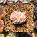 Echeveria 'Caramel Macchiato' 1" Succulent Plant Cutting