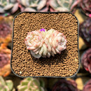 Echeveria 'Caramel Macchiato' 1" Succulent Plant Cutting