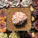 Echeveria 'Caramel Macchiato' 1" Succulent Plant Cutting
