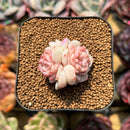 Echeveria 'Caramel Macchiato' 1" Succulent Plant Cutting