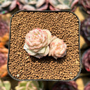 Echeveria 'Caramel Macchiato' 1" Succulent Plant Cutting