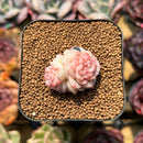 Echeveria 'Caramel Macchiato' 1" Succulent Plant Cutting
