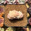 Echeveria 'Caramel Macchiato' 1" Succulent Plant Cutting