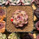 Echeveria 'Zixia' 1" Seed-Grown Succulent Plant Cutting