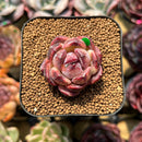 Echeveria 'Zixia' 1" Seed-Grown Succulent Plant Cutting