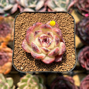 Echeveria 'Zixia' 1" Seed-Grown Succulent Plant Cutting
