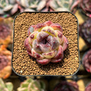 Echeveria 'Zixia' 1" Seed-Grown Succulent Plant Cutting