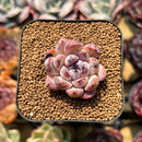 Echeveria 'Zixia' 1" Seed-Grown Succulent Plant Cutting
