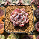 Echeveria 'Zixia' 1" Seed-Grown Succulent Plant Cutting
