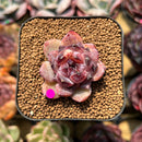 Echeveria 'Zixia' 1" Seed-Grown Succulent Plant Cutting