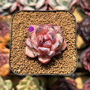 Echeveria 'Zixia' 1" Seed-Grown Succulent Plant Cutting