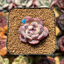 Echeveria 'Zixia' 1" Seed-Grown Succulent Plant Cutting