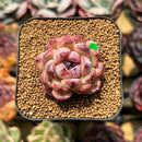 Echeveria 'Zixia' 1" Seed-Grown Succulent Plant Cutting
