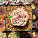 Echeveria 'Snowy Face' 1"-2" Succulent Plant Cutting