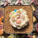 Echeveria 'Snowy Face' 1"-2" Succulent Plant Cutting