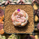 Echeveria 'Snowy Face' 1"-2" Succulent Plant Cutting