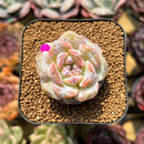 Echeveria 'Snowy Face' 1"-2" Succulent Plant Cutting