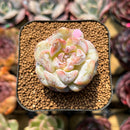 Echeveria 'Snowy Face' 1"-2" Succulent Plant Cutting
