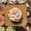 Echeveria 'Snowy Face' 1"-2" Succulent Plant Cutting
