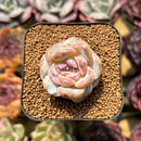 Echeveria 'Snowy Face' 1"-2" Succulent Plant Cutting