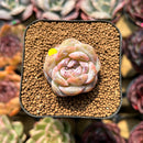 Echeveria 'Snowy Face' 1"-2" Succulent Plant Cutting