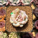 Echeveria 'Snowy Face' 1"-2" Succulent Plant Cutting