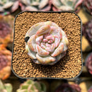 Echeveria 'Snowy Face' 1"-2" Succulent Plant Cutting