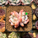 Echeveria 'Orange Monroe' 1"-2" Succulent Plant Cutting