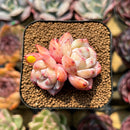 Echeveria 'Orange Monroe' 1"-2" Succulent Plant Cutting