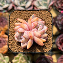 Echeveria 'Orange Monroe' 1"-2" Succulent Plant Cutting