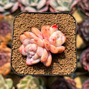 Echeveria 'Orange Monroe' 1"-2" Succulent Plant Cutting