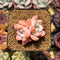 Echeveria 'Orange Monroe' 1"-2" Succulent Plant Cutting
