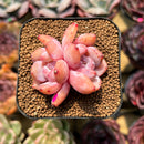 Echeveria 'Orange Monroe' 1"-2" Succulent Plant Cutting