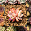 Echeveria 'Orange Monroe' 1"-2" Succulent Plant Cutting