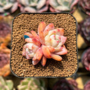 Echeveria 'Orange Monroe' 1"-2" Succulent Plant Cutting