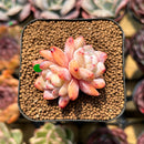 Echeveria 'Orange Monroe' 1"-2" Succulent Plant Cutting