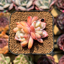 Echeveria 'Orange Monroe' 1"-2" Succulent Plant Cutting