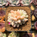 Echeveria 'Cream Beauty' 2" Succulent Plant Cutting