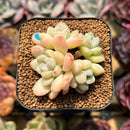Echeveria 'Cream Beauty' 2" Succulent Plant Cutting