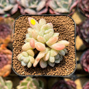 Echeveria 'Cream Beauty' 2" Succulent Plant Cutting