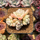 Echeveria 'Cream Beauty' 2" Succulent Plant Cutting