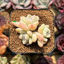 Echeveria 'Cream Beauty' 2" Succulent Plant Cutting