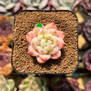 Echeveria 'Fantasy' 1" Succulent Plant Cutting