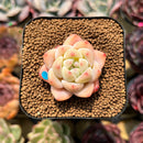 Echeveria 'Fantasy' 1" Succulent Plant Cutting