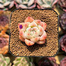 Echeveria 'Fantasy' 1" Succulent Plant Cutting
