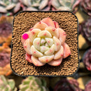 Echeveria 'Fantasy' 1" Succulent Plant Cutting