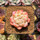 Echeveria 'Fantasy' 1" Succulent Plant Cutting