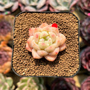 Echeveria 'Fantasy' 1" Succulent Plant Cutting
