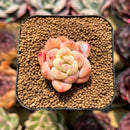 Echeveria 'Fantasy' 1" Succulent Plant Cutting