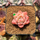 Echeveria 'Fantasy' 1" Succulent Plant Cutting